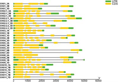 Genome-Wide Analysis and Evolutionary Perspective of the Cytokinin Dehydrogenase Gene Family in Wheat (Triticum aestivum L.)